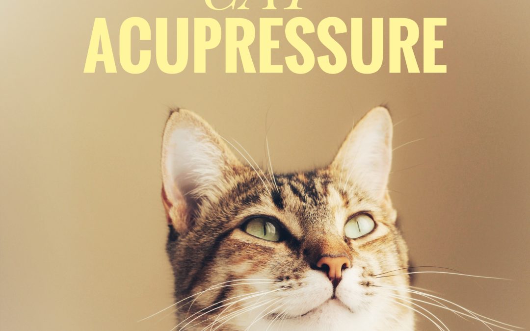 Cat Acupressure at Home