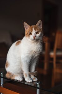 Why Does My Cat Knead?