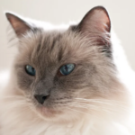 Ragdoll cat - Blackheath Whiskers Cat Sitting 