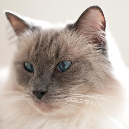 Ragdoll Cats - Gentle Giants of Feline World - Blackheath Whiskers Cat ...