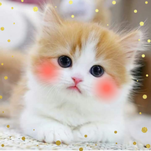 The art of winning over a shy cat