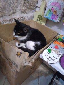Cats of Kotor